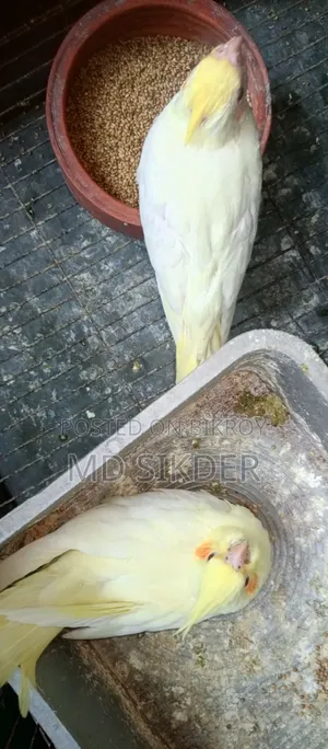 Cockatiel Bird Babies