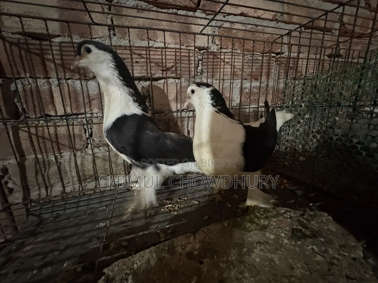 Good Quality Fancy Pigeon