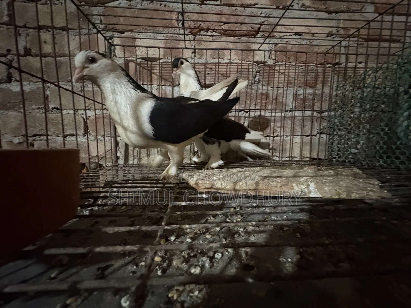 Good Quality Fancy Pigeon