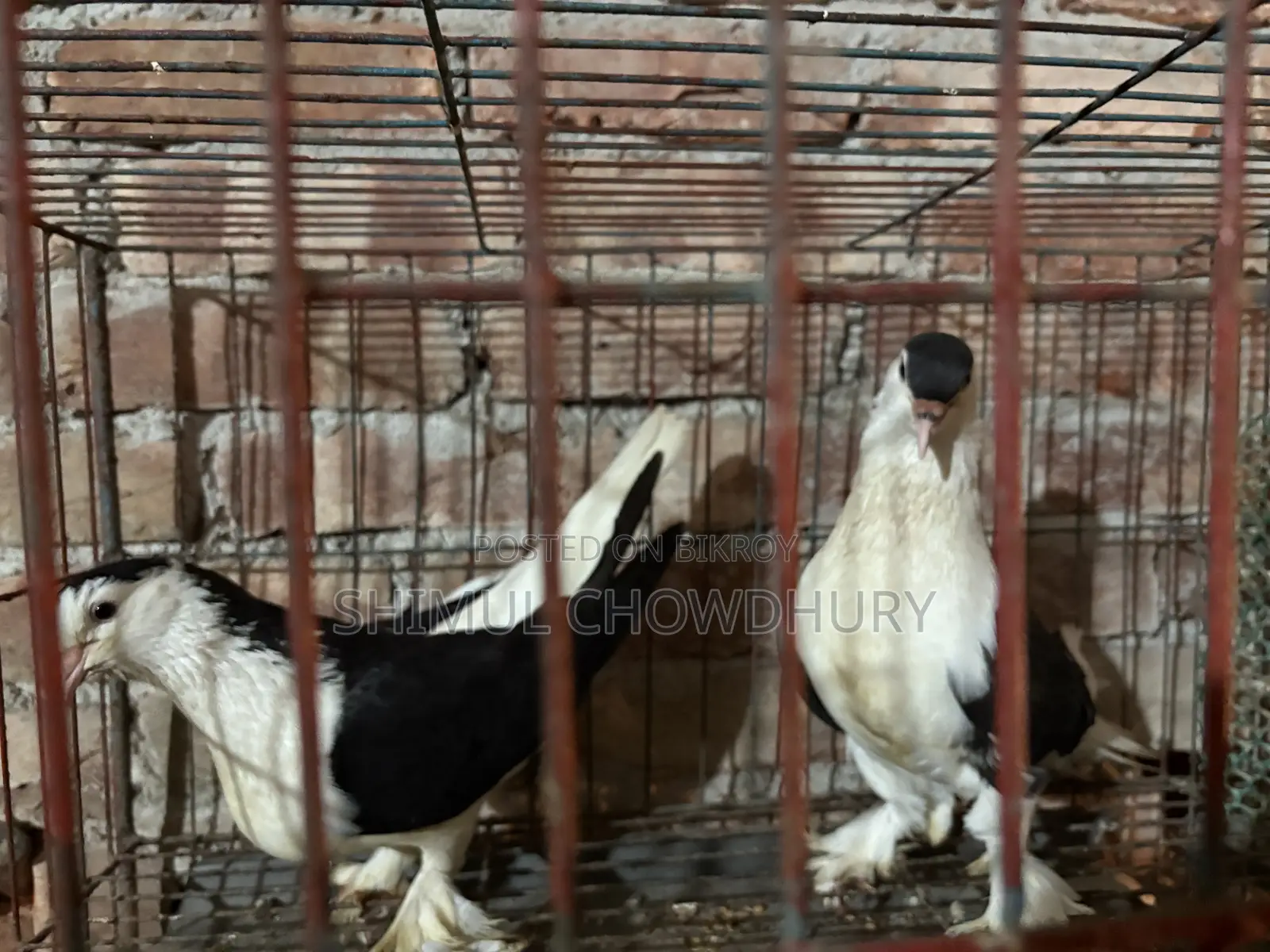 Good Quality Fancy Pigeon