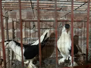 Good Quality Fancy Pigeon