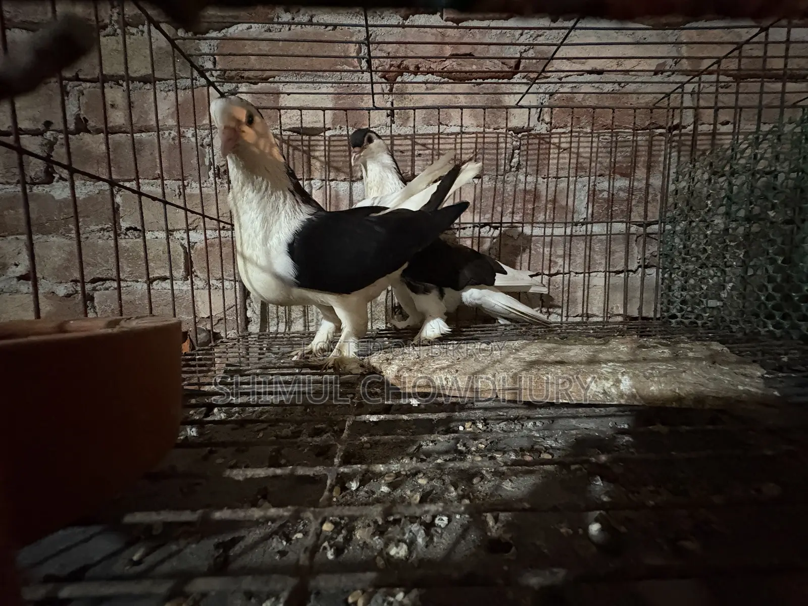 Good Quality Fancy Pigeon