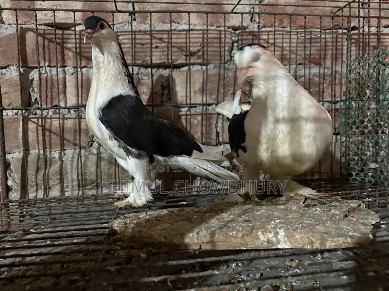 Good Quality Fancy Pigeon