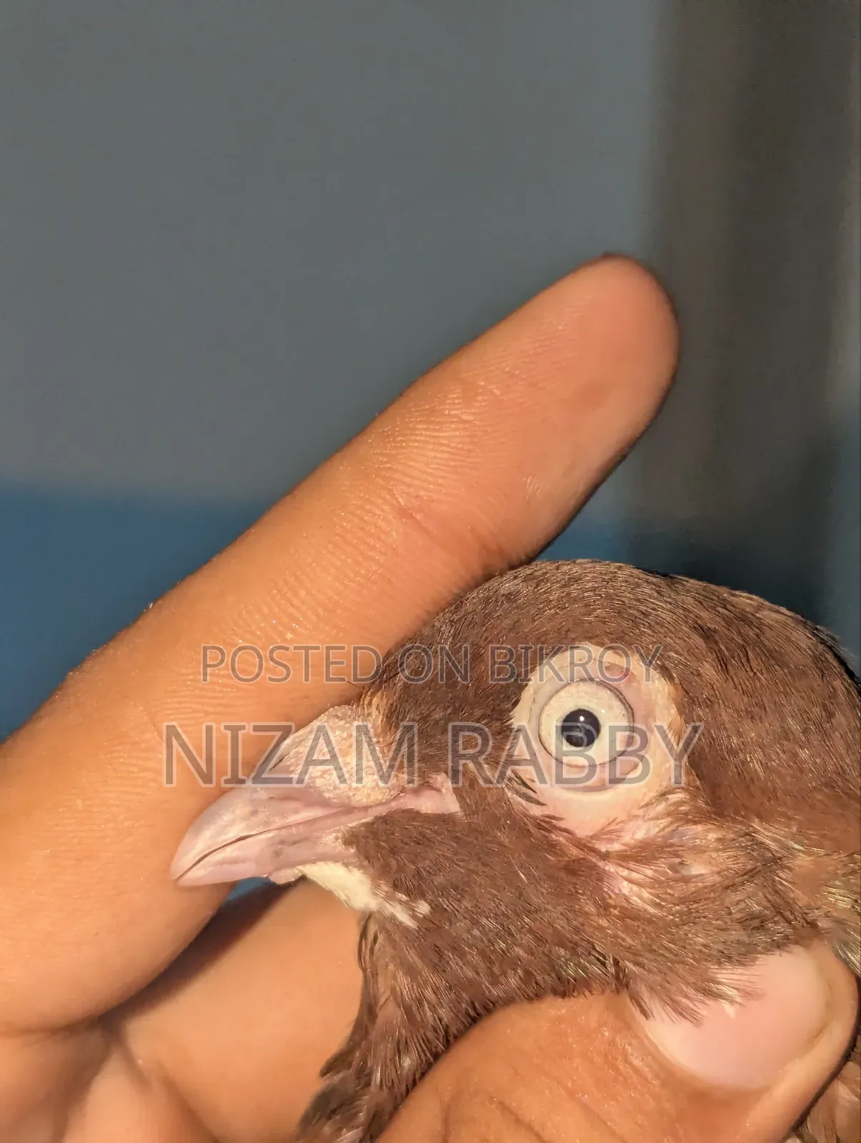 Red Dobaz 9/9 Pak Male