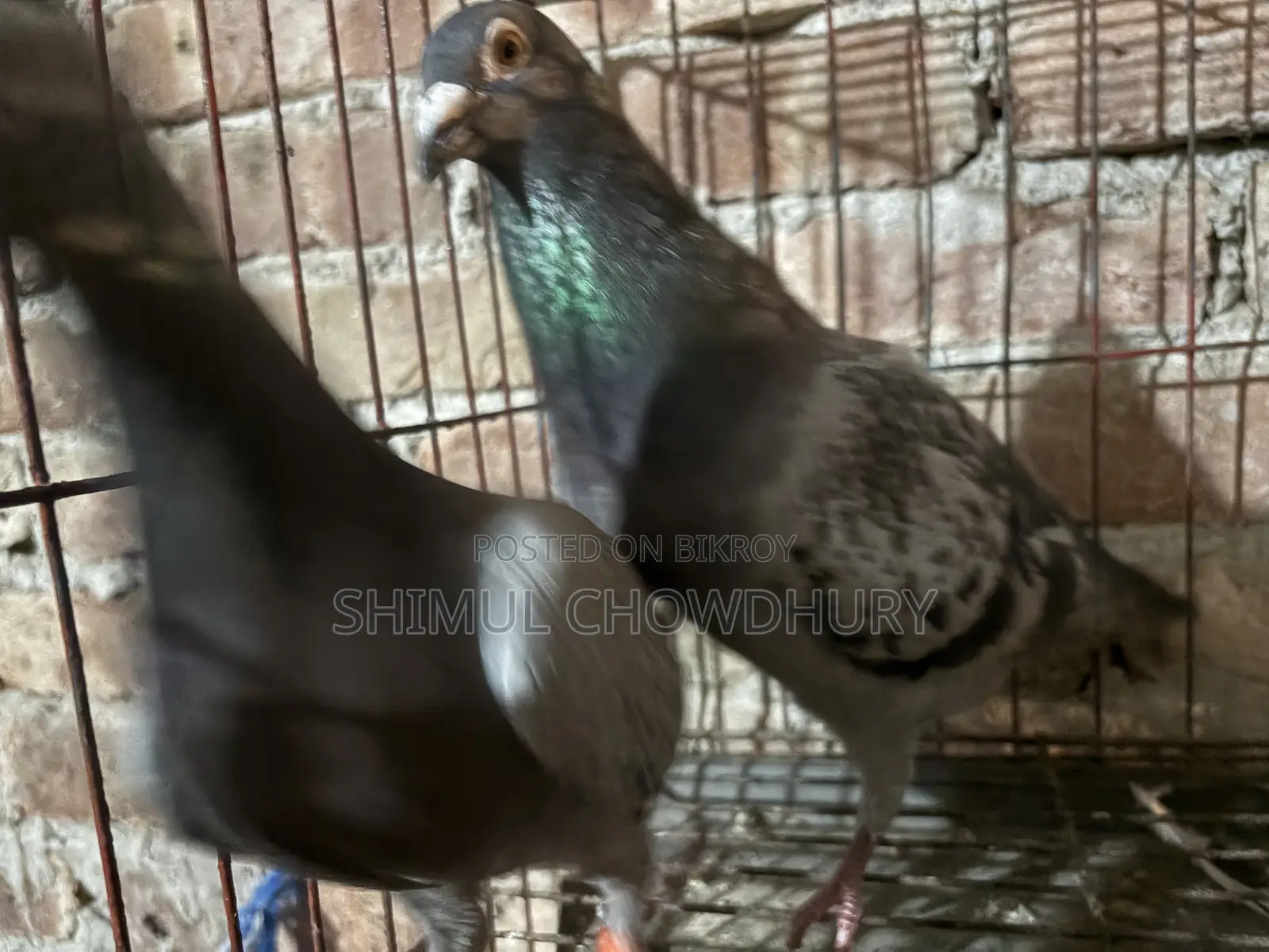 Good quality racer pigeon