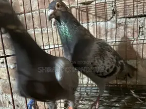 Good quality racer pigeon