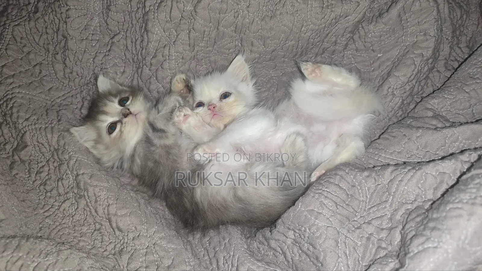 1-3 Months Female Purebred Persian