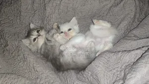 1-3 Months Female Purebred Persian