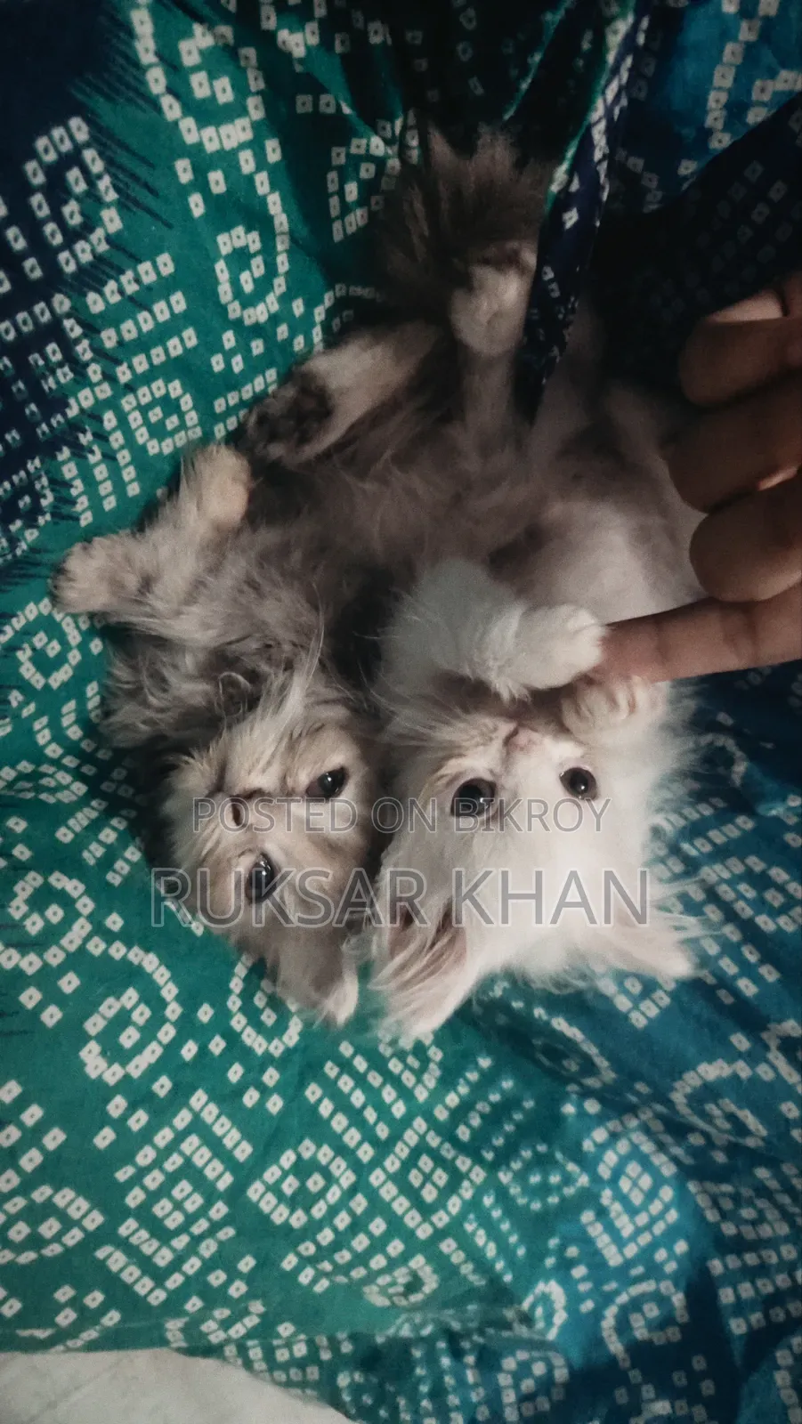 1-3 Months Female Purebred Persian