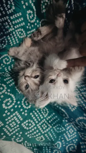 1-3 Months Female Purebred Persian