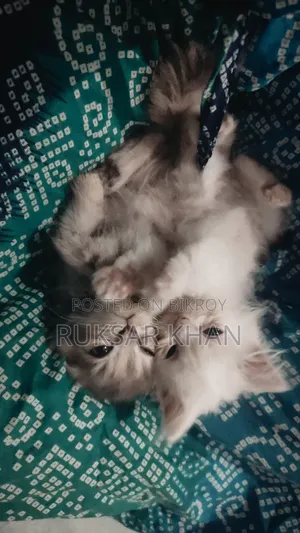 1-3 Months Female Purebred Persian