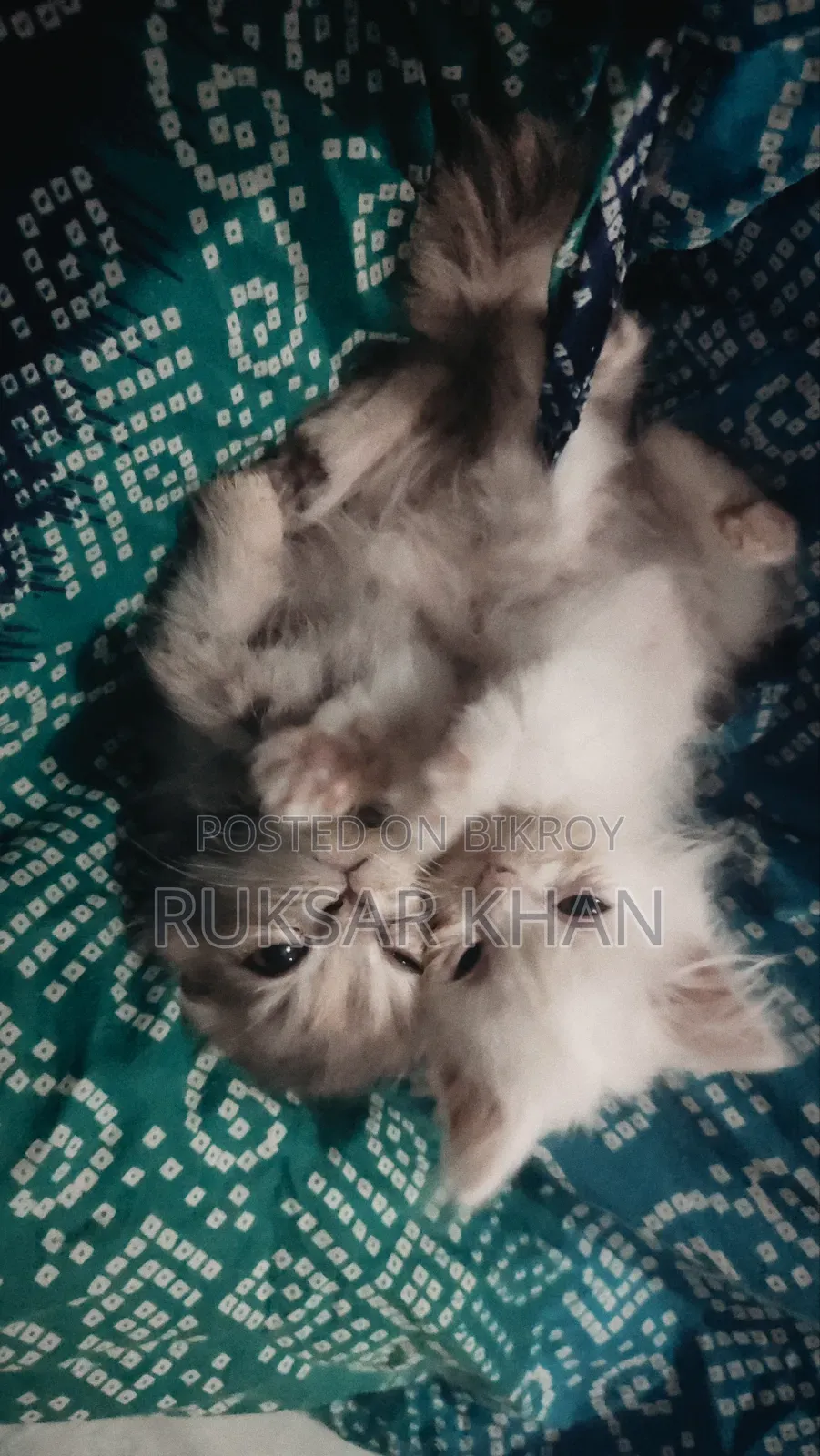 1-3 Months Female Purebred Persian