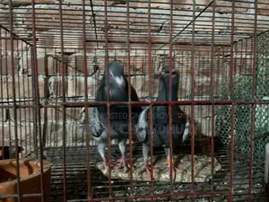 Good quality racer pigeon