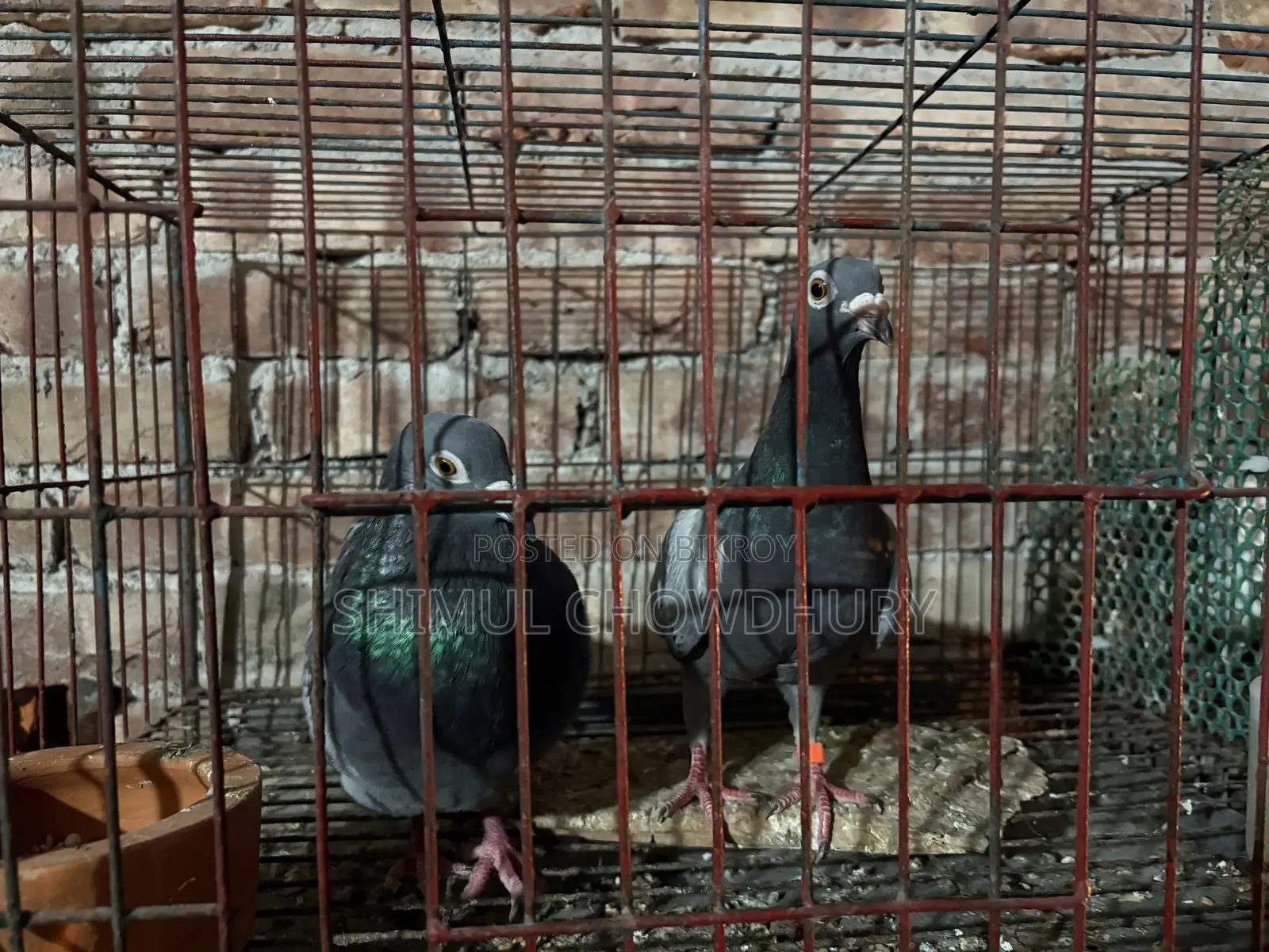 Good quality racer pigeon