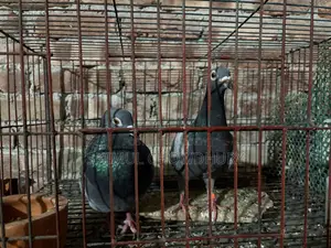 Good quality racer pigeon