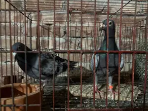 Good quality racer pigeon