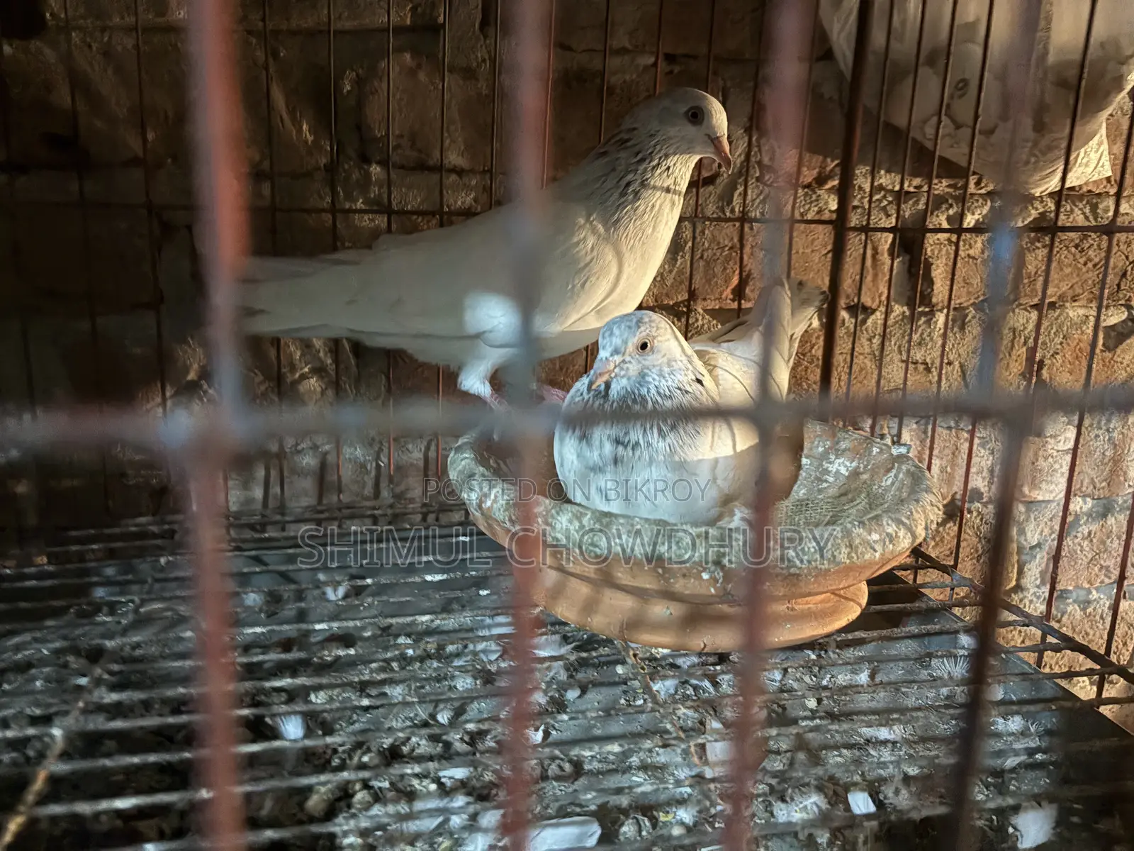 High-quality Giribaz pigeons available
