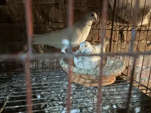 High-quality Giribaz pigeons available