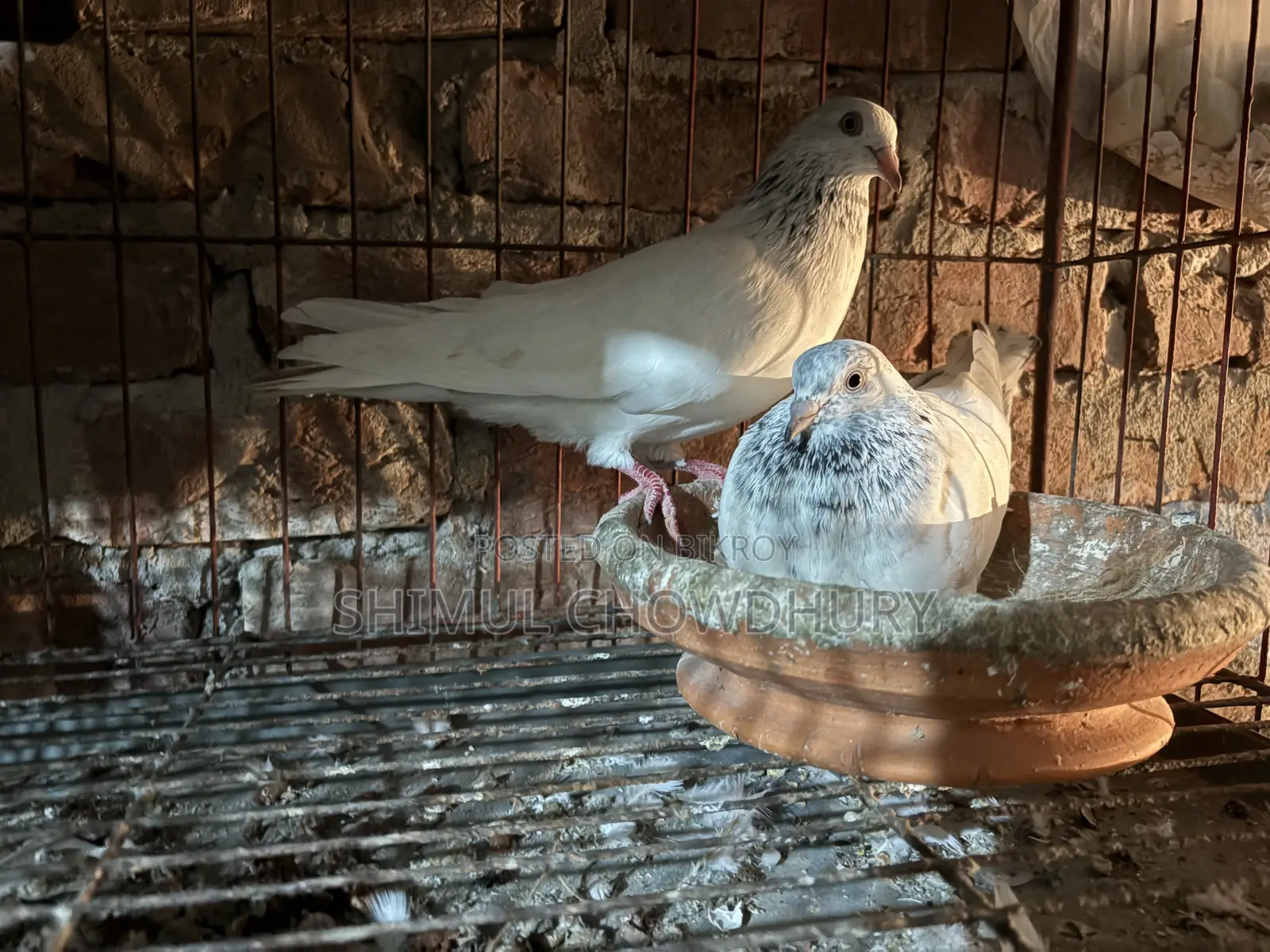 High-quality Giribaz pigeons available