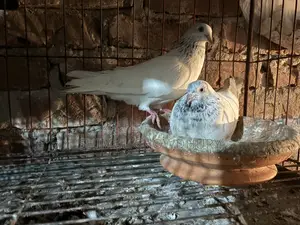 High-quality Giribaz pigeons available