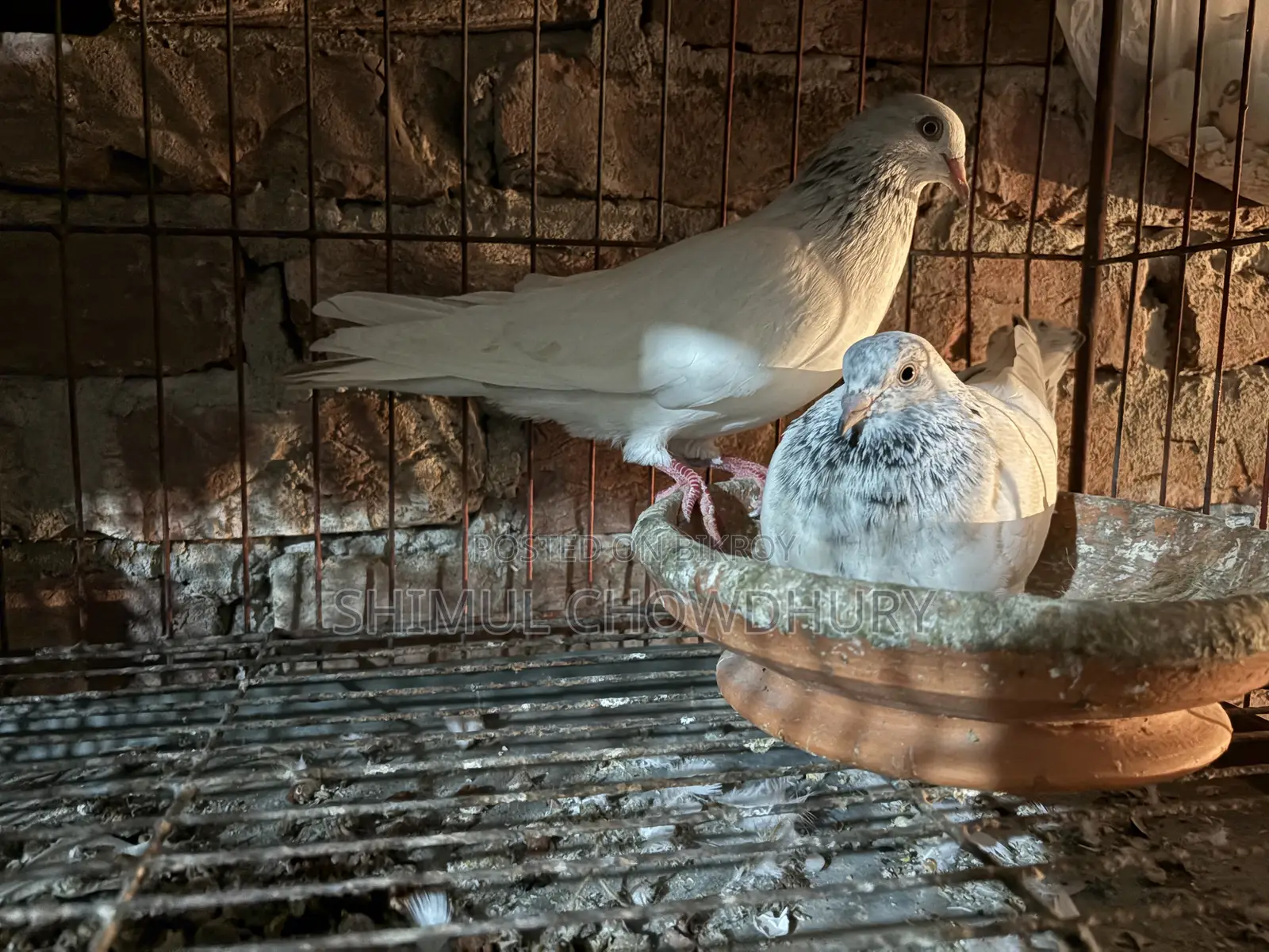 High-quality Giribaz pigeons available