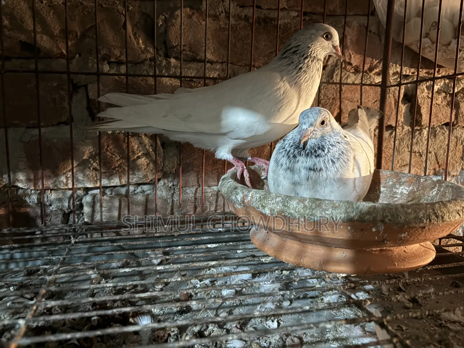 High-quality Giribaz pigeons available