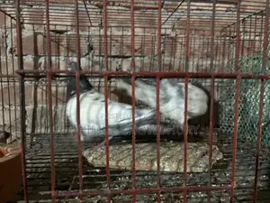 High-quality Giribaz pigeons available