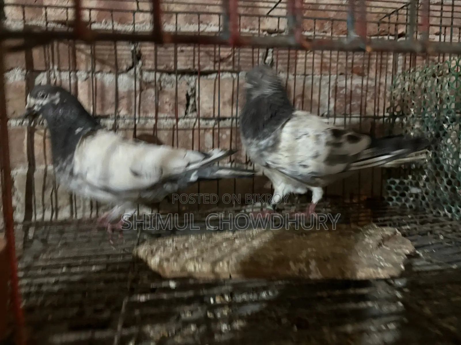 High-quality Giribaz pigeons available