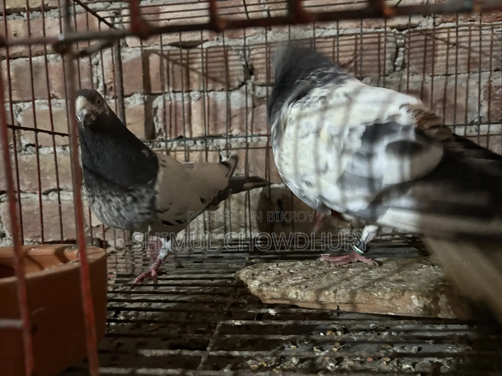 High-quality Giribaz pigeons available