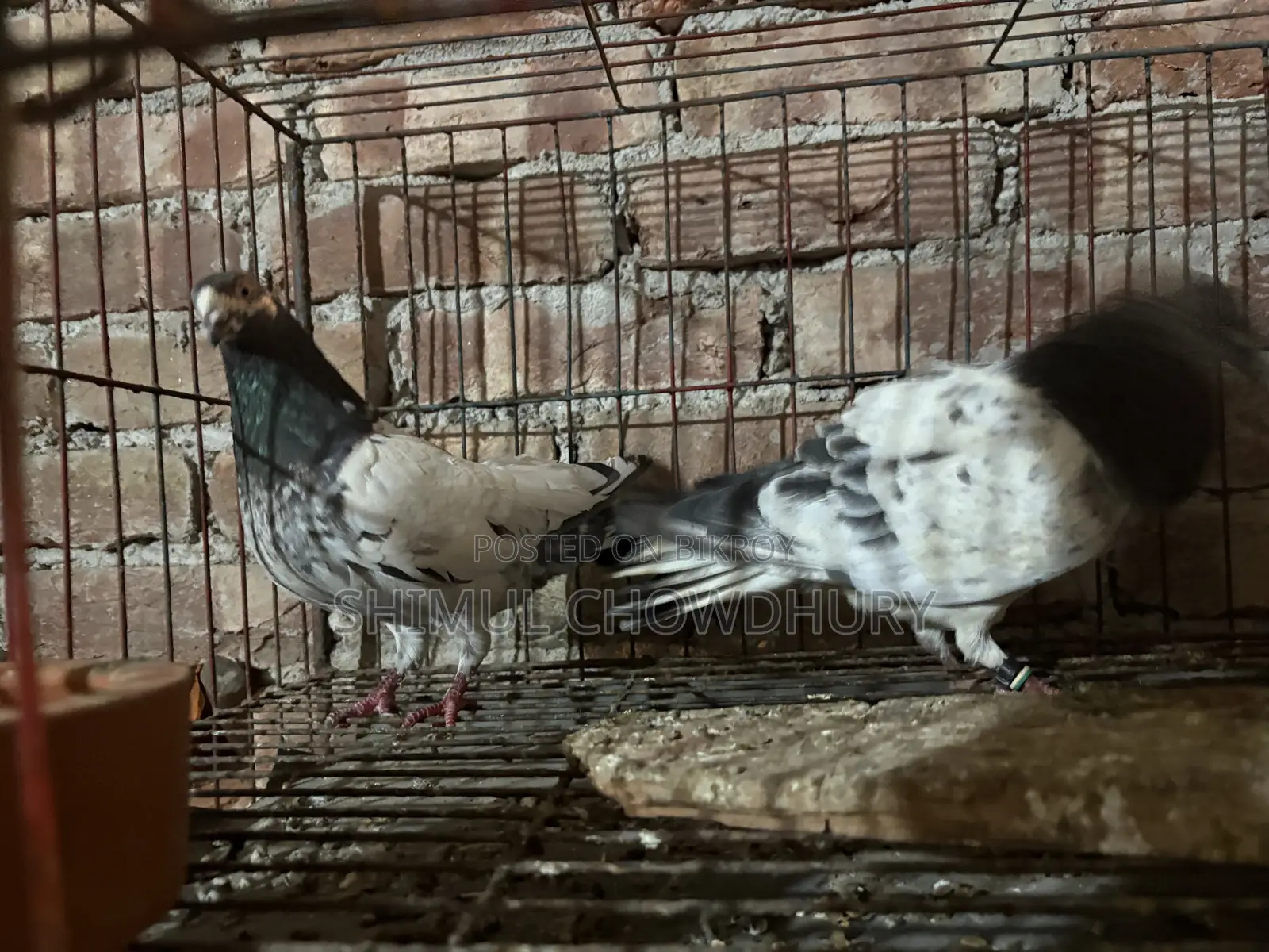 High-quality Giribaz pigeons available