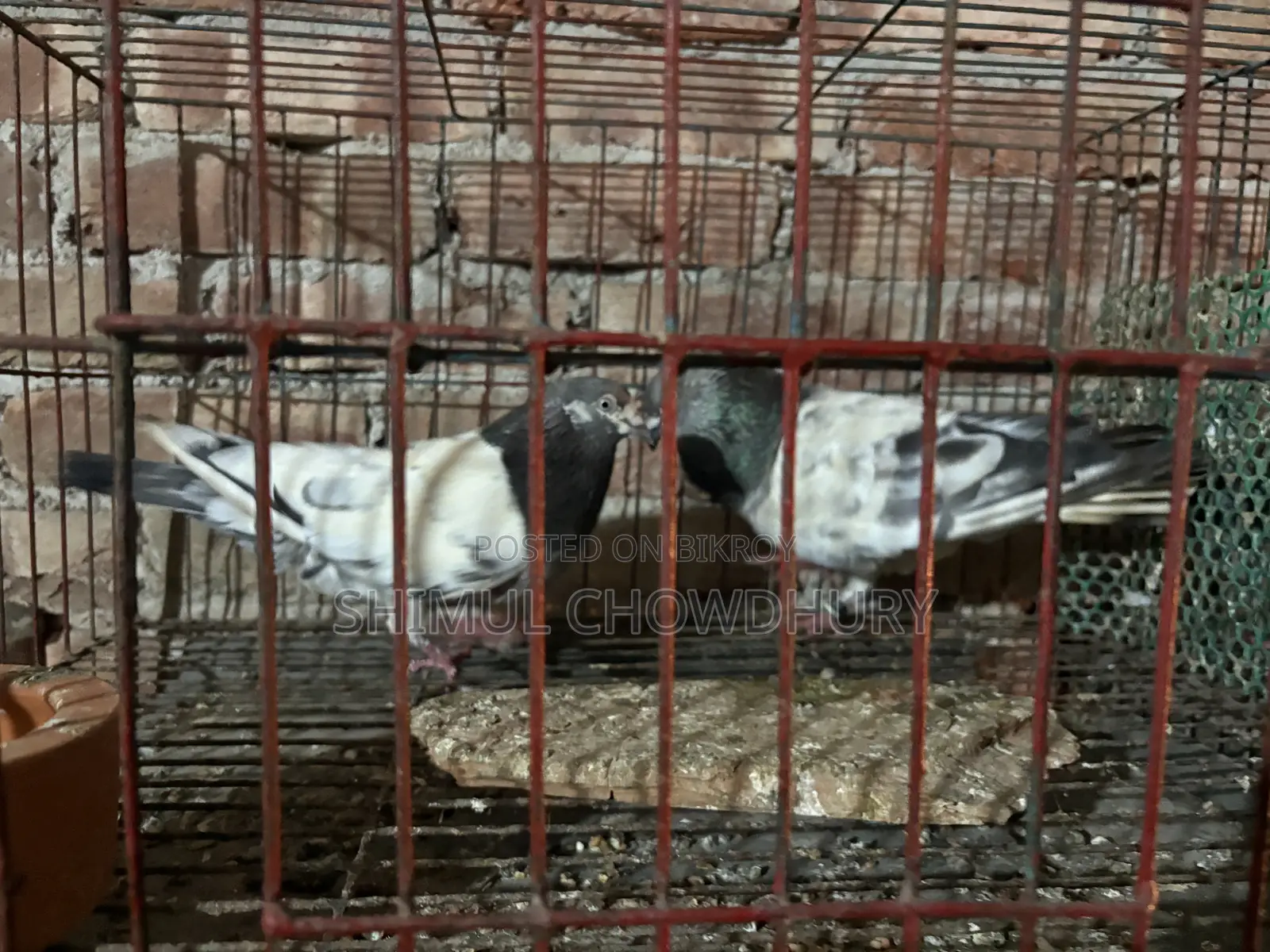 High-quality Giribaz pigeons available