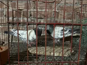 High-quality Giribaz pigeons available