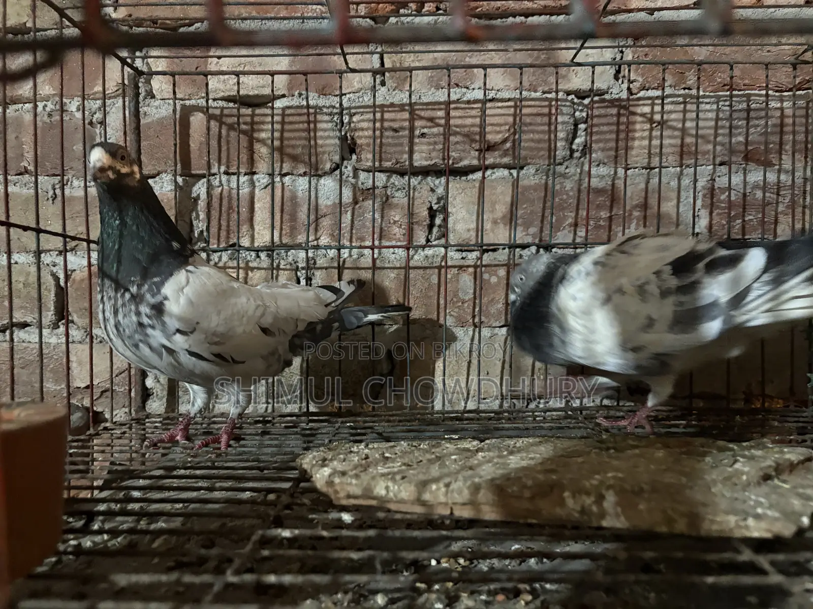 High-quality Giribaz pigeons available