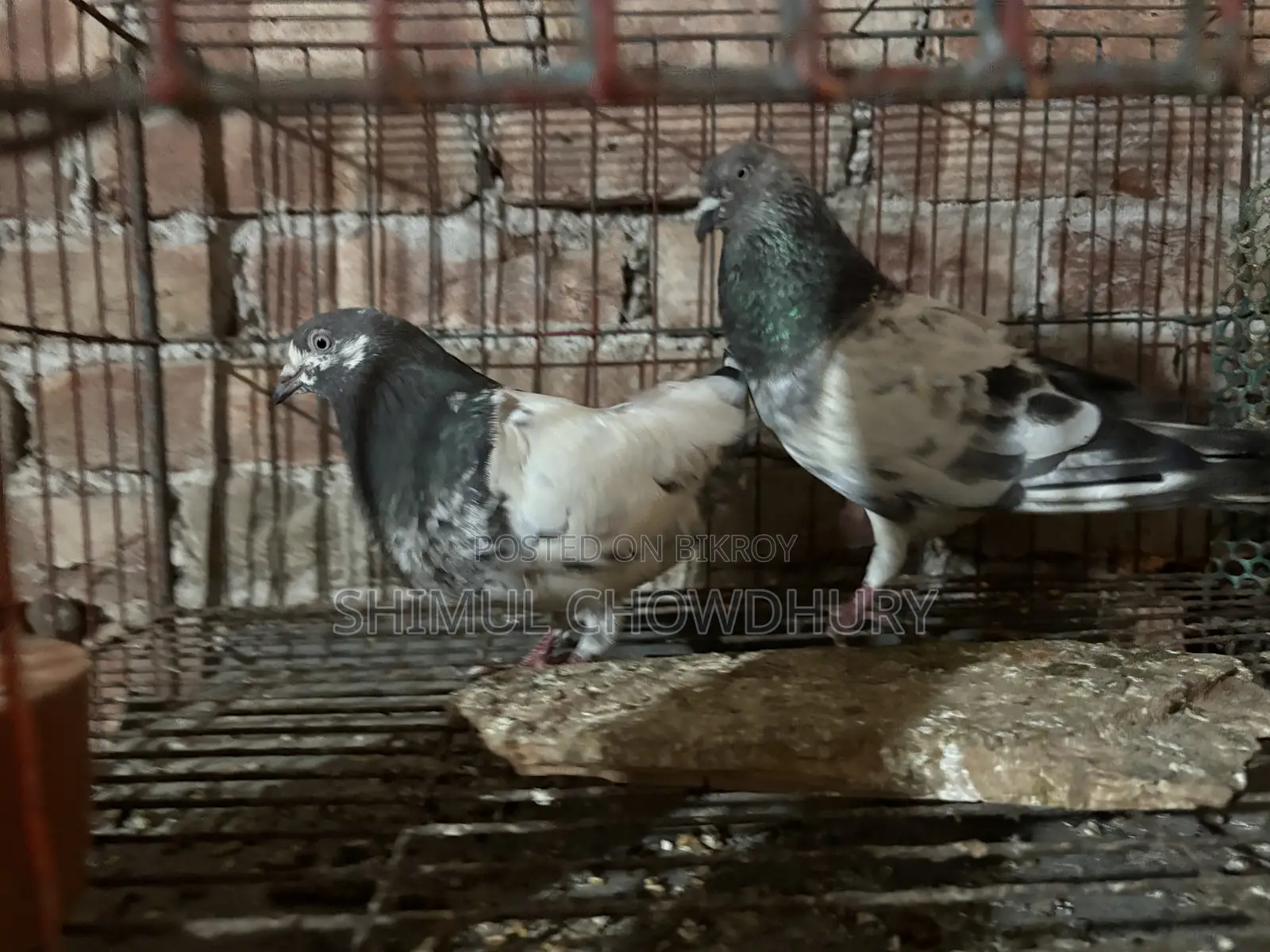 High-quality Giribaz pigeons available