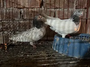 High-quality Giribaz pigeons available