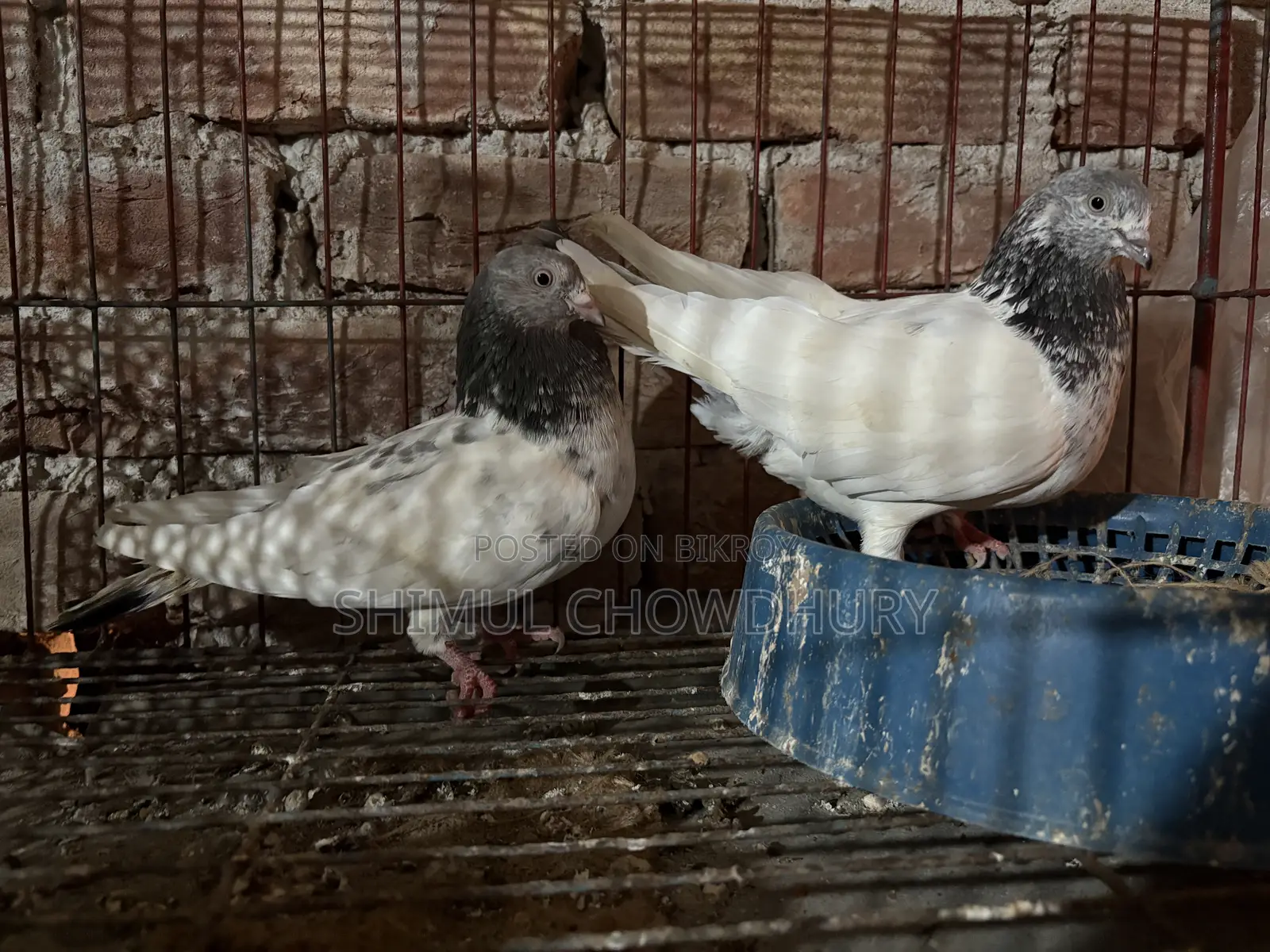 High-quality Giribaz pigeons available