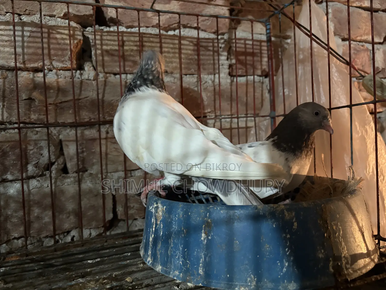 High-quality Giribaz pigeons available