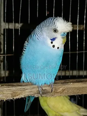 Crested Male Budgerigar
