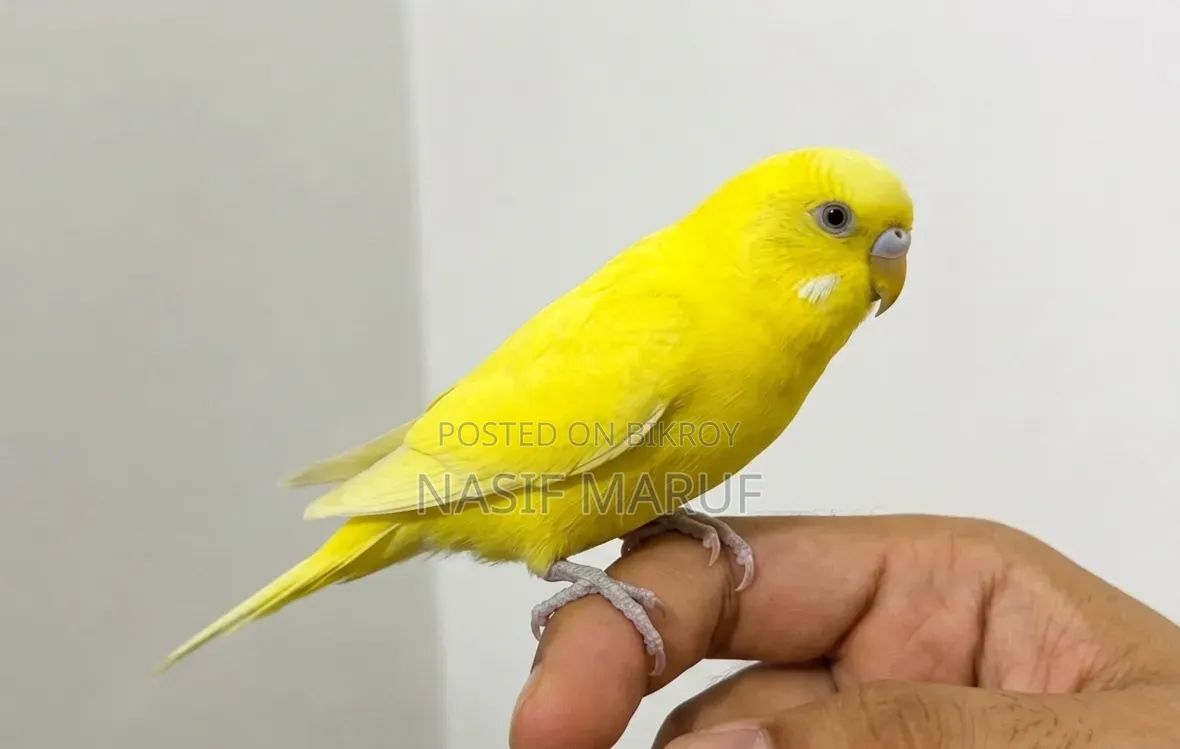 Half Tamed Female Budgies
