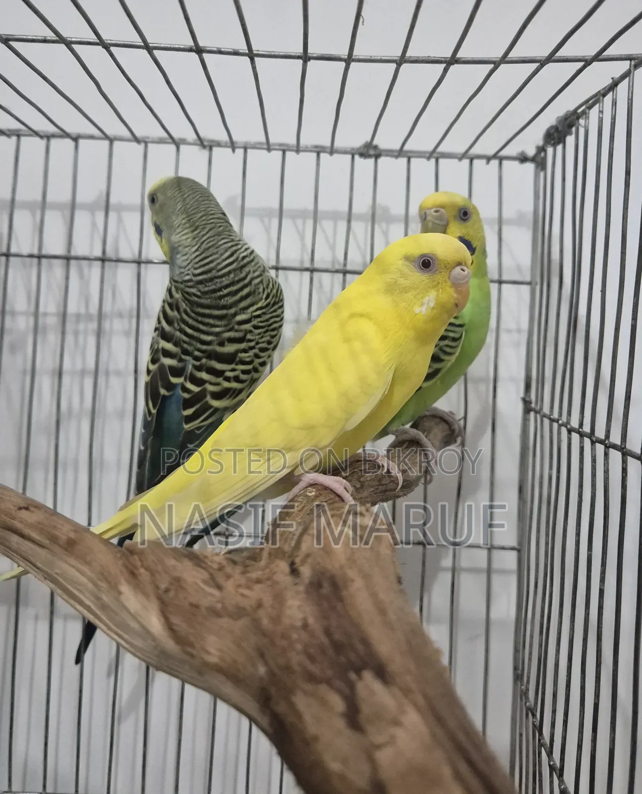 Half Tamed Female Budgies