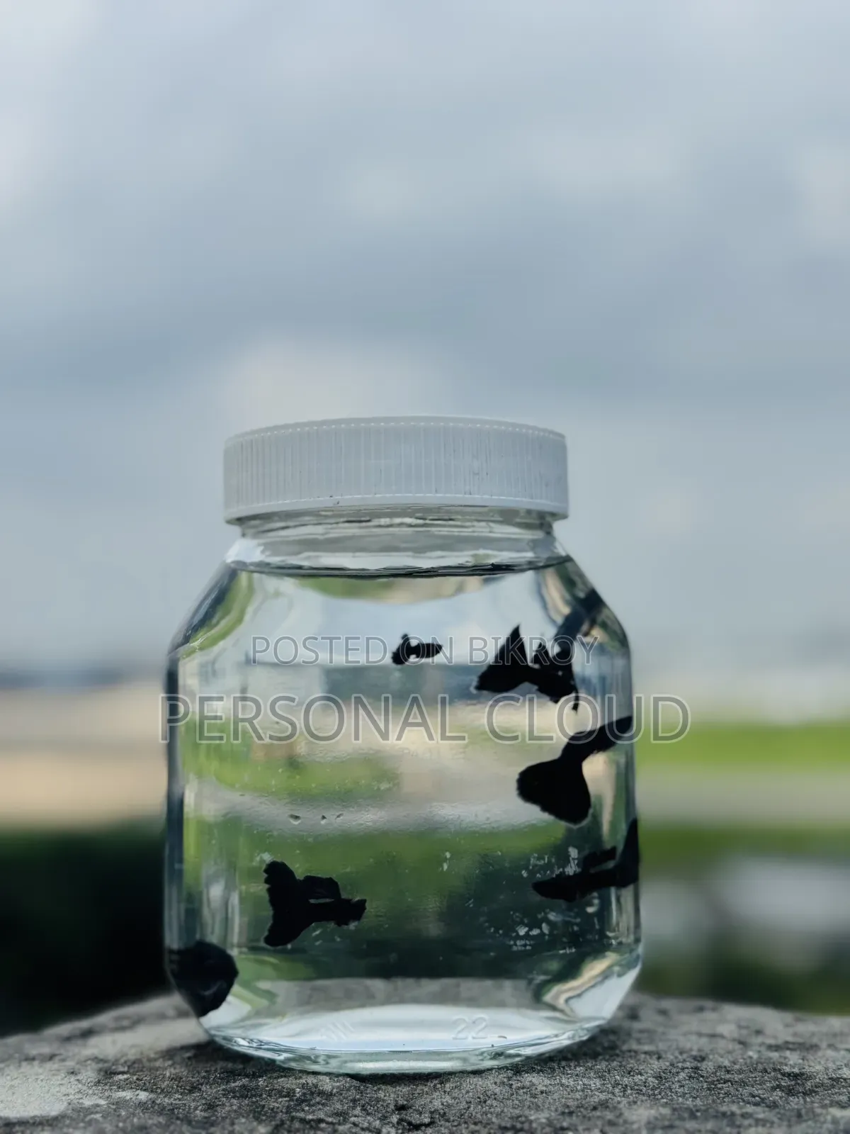 Gappy Fish
