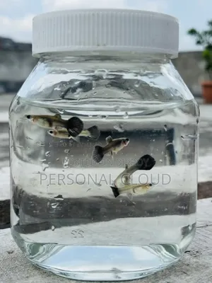 Gappy Fish