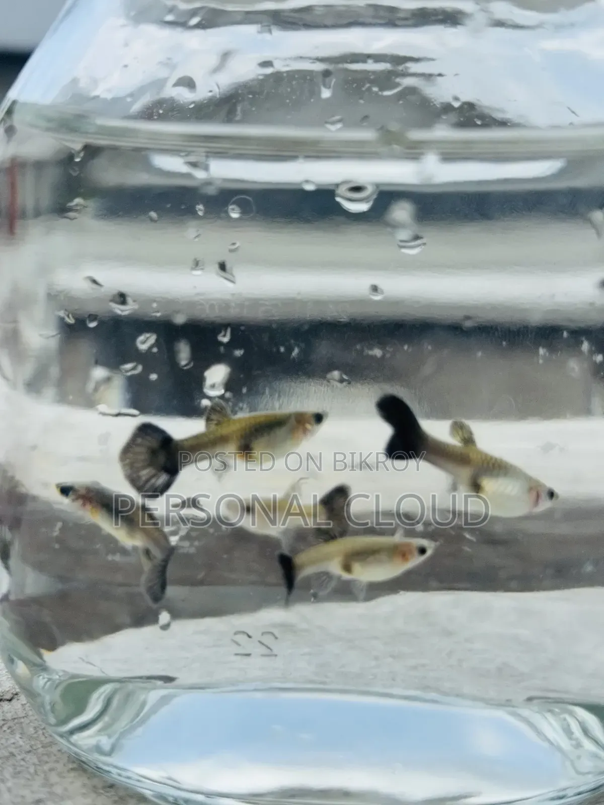 Gappy Fish