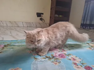 1+ Year Male Purebred Persian