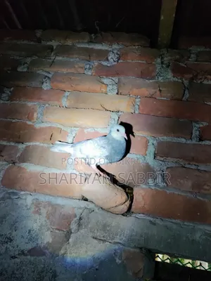 Silver Gorra Pigeon