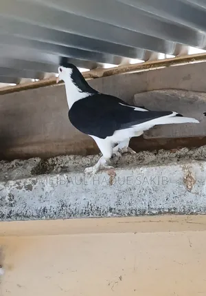 One Female Shirazi Pigeon
