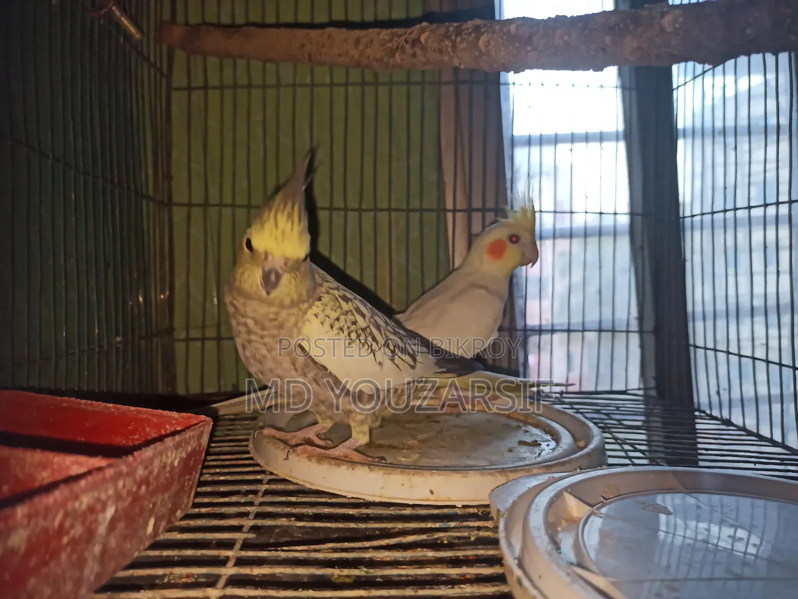 টেম ককাটেল বিক্রি হবে।
