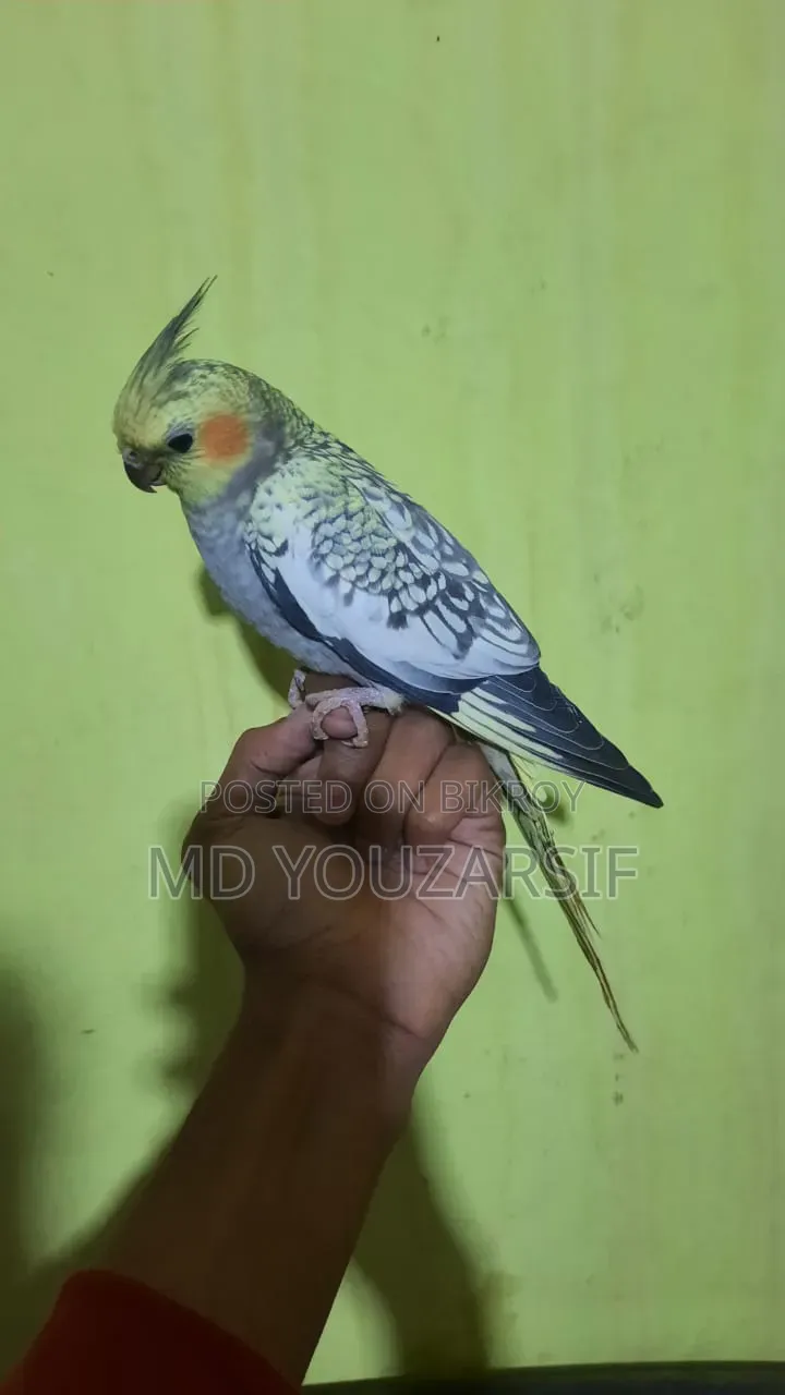 টেম ককাটেল বিক্রি হবে।