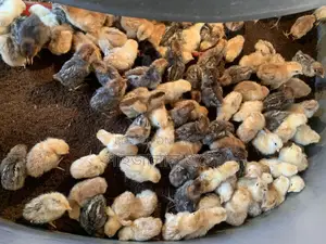 মিসরি ফাউমি মুরগির বাচ্চা