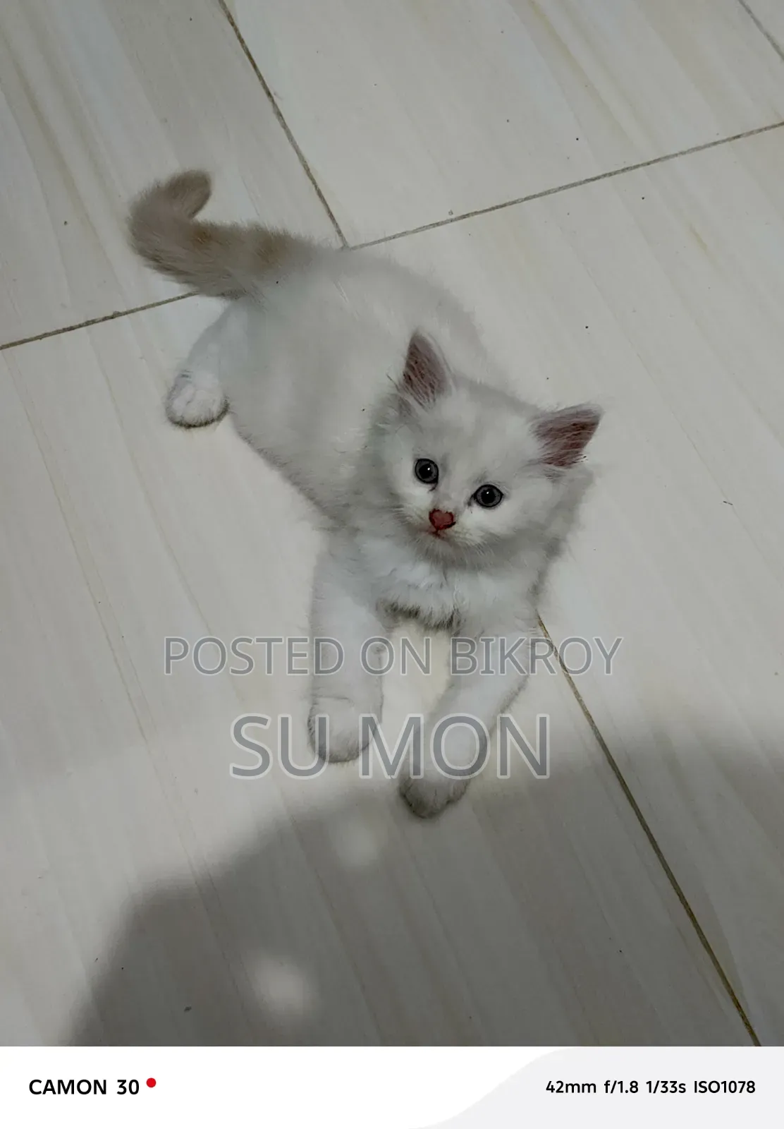 1-3 months Male Purebred Persian